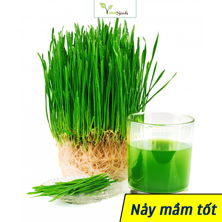Bộ gói hạt giống Lúa mạch (Cẩm chướng hồng)