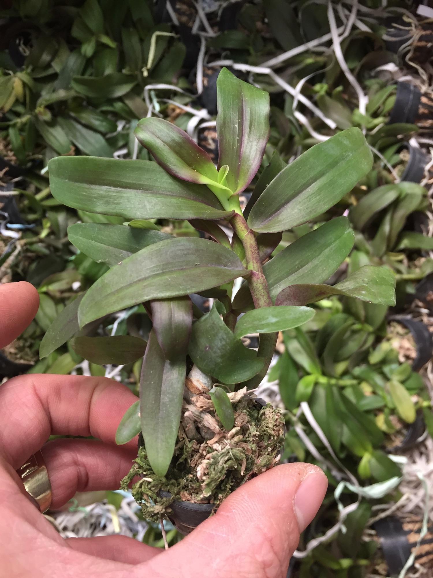 Lan phi điệp 5ct phú thọ 7-8cm