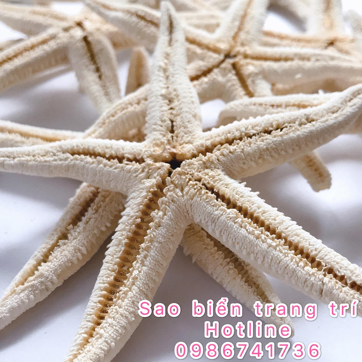 Sao biển khô 30 con