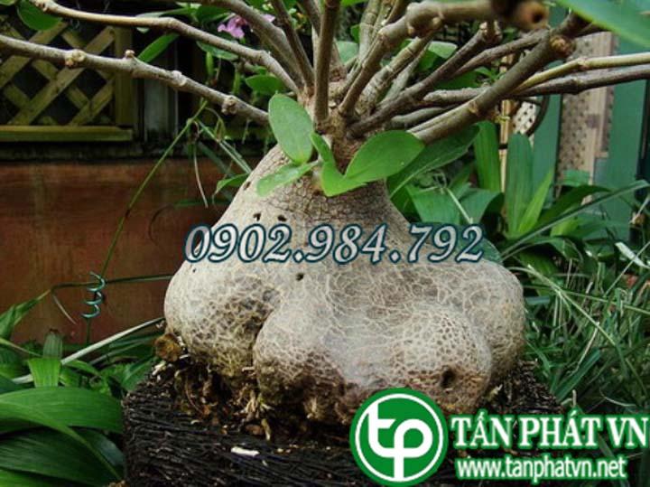 Bí kỳ nam 1kg