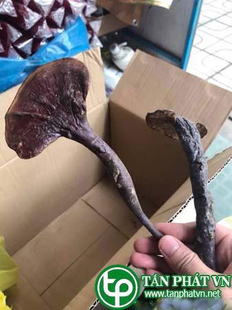 Nấm Lim Xanh Nông Lâm Cao Cấp (500g)