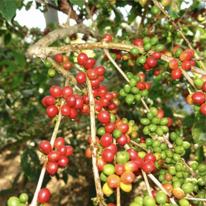 Cà phê Robusta Vien's cafe 500g