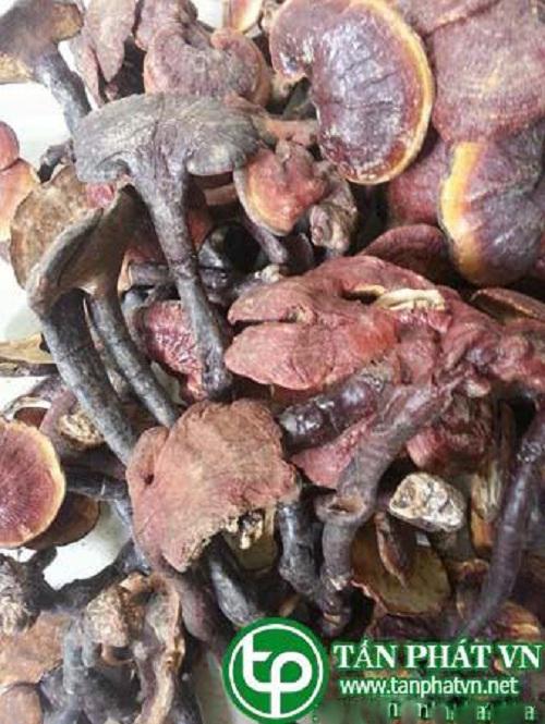 Nấm Lim Xanh Nông Lâm Cao Cấp (500g)