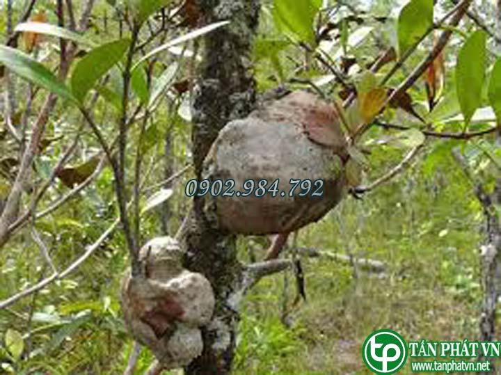 Bí kỳ nam 1kg