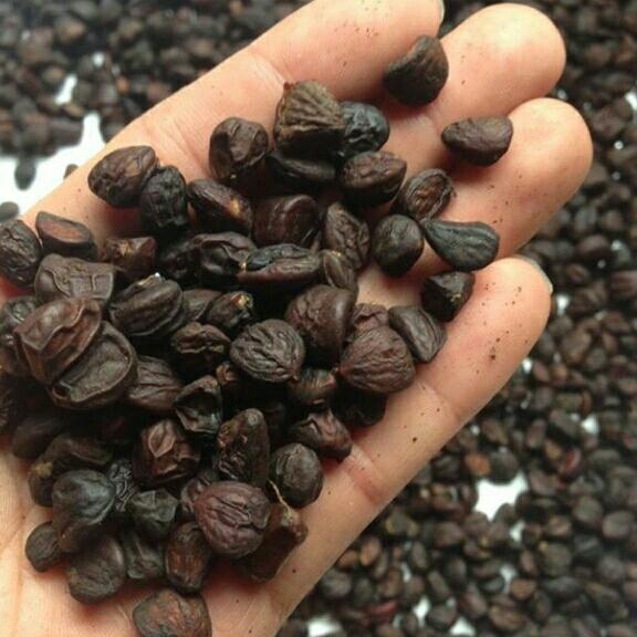 Hạt dổi rừng 100g