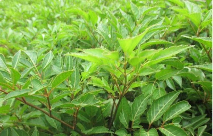Cây đinh lăng - loại lá to