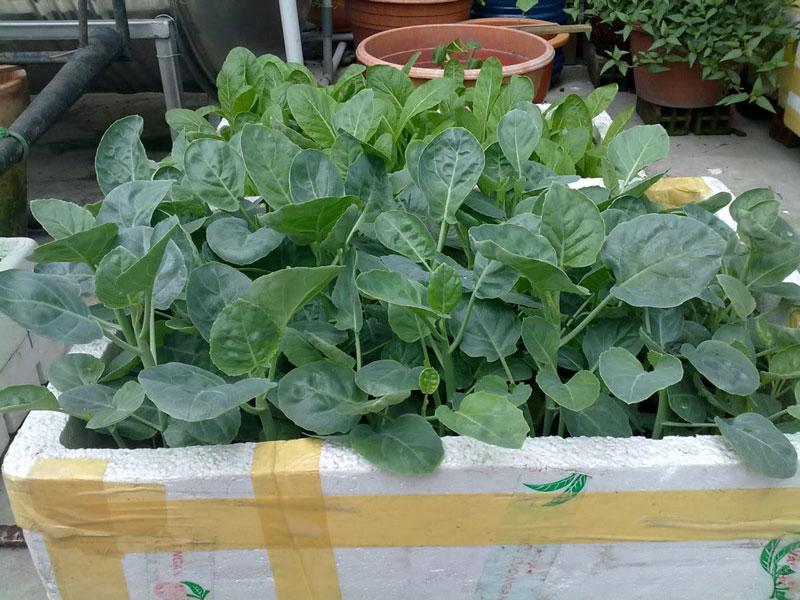 2 gói Hạt giống Cải Rổ (10g/gói)