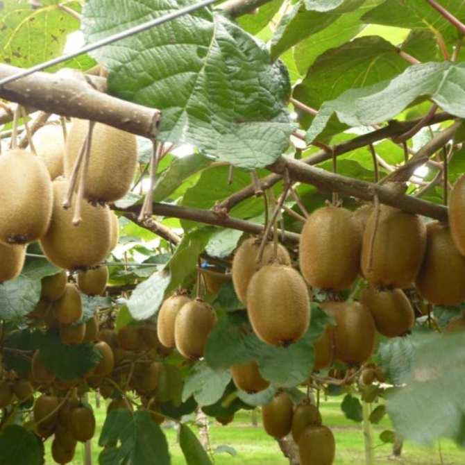 Gói 30 Hạt giống Kiwi (tặng gói kích nẩy mầm và hướng dẫn)