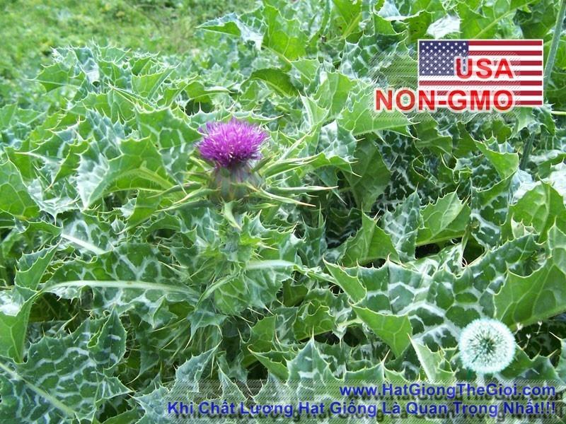 2GRAM 80.HẠT Hạt Giống Kế Sữa Gan Milk Thistle (KL| A4*X43*M228)