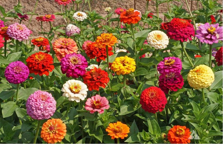 Hạt Giống Hoa Cúc Lá Nhám Kép (Cúc Zinnia) Nhiều Màu Trồng Quanh Năm, Nhanh Cho Hoa (Gói 0.1 gam ~ 20 hạt)