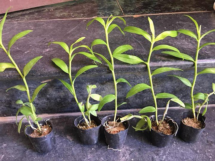 Giã hạc hoa hồng đỏ cây giống