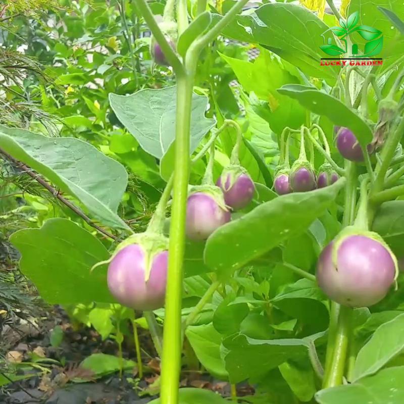 Gói 1g Hạt giống Cà Pháo Tím (tặng gói kích nẩy mầm và hướng dẫn)