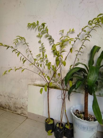 Cây mai chiếu thủy