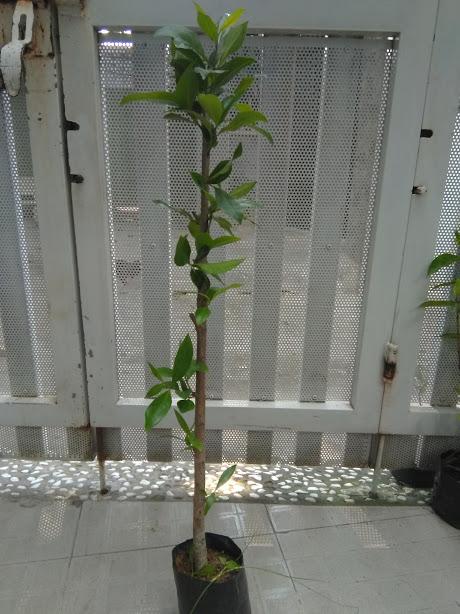 Cây Vối nếp- chiều cao 80cm