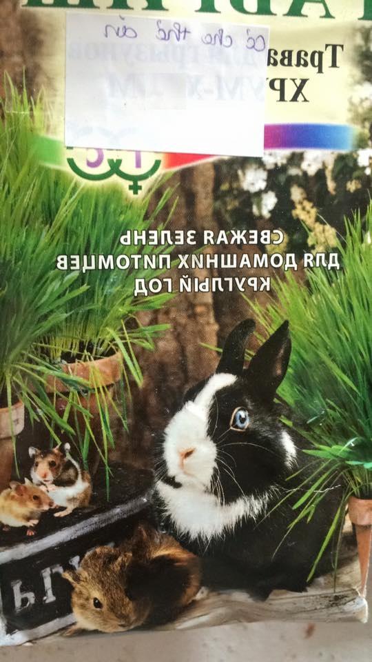 Hạt giống mầm lúa mì - mầm lúa mạch ( 1 gói 100gr )