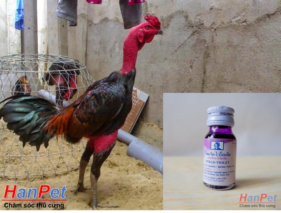 Miễn phí HCM>129k -(Thuốc GÀ CHỌI) Thuốc bôi mép gà chọi, Mép trong Violet cho chiến kê, dạng thuốc bôi 15ml/lọ-  MADE IN THAILAND (Ha-HP10436TC