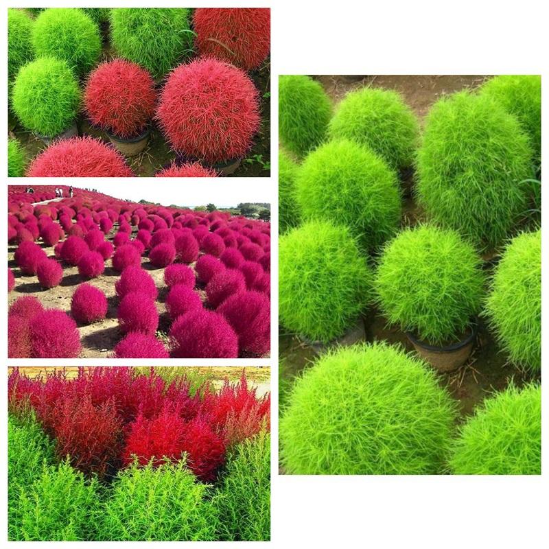 Hạt giống hoa Cỏ đổi màu