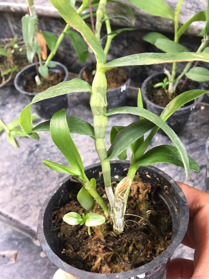 TRẦM RỒNG HÈ (đen nestor Sun flower)