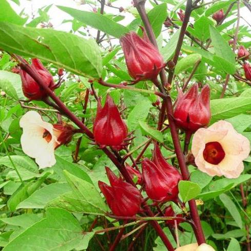 2 gói Hạt giống Atiso Đỏ ~20 hạt (tặng gói kích nẩy mầm và hướng dẫn)
