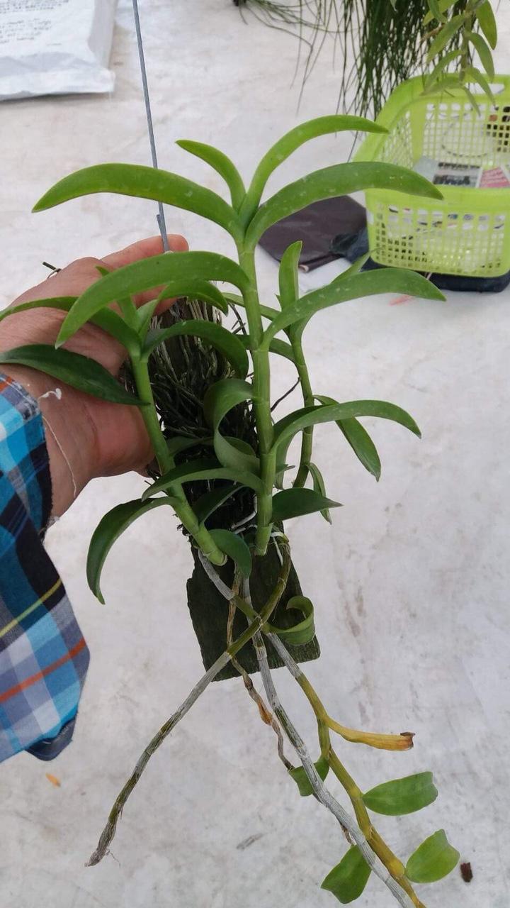 Giả hạc Hawai tím và trắng