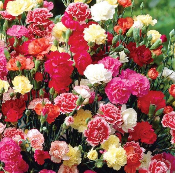 Hạt giống hoa Cẩm chướng kép mix