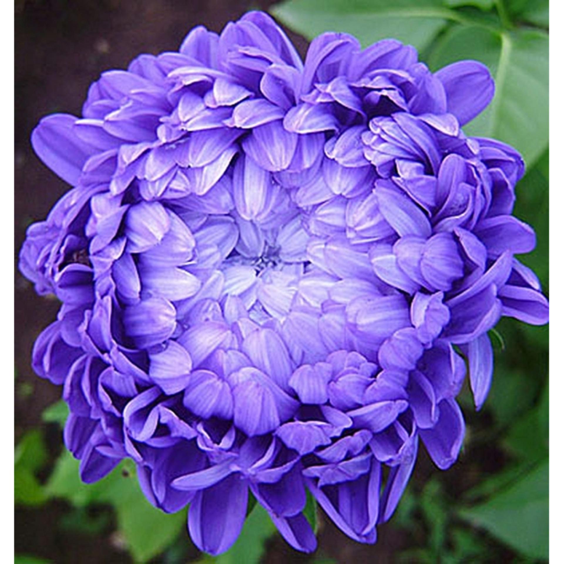 Hạt giống hoa Cúc đại đóa xanh tím