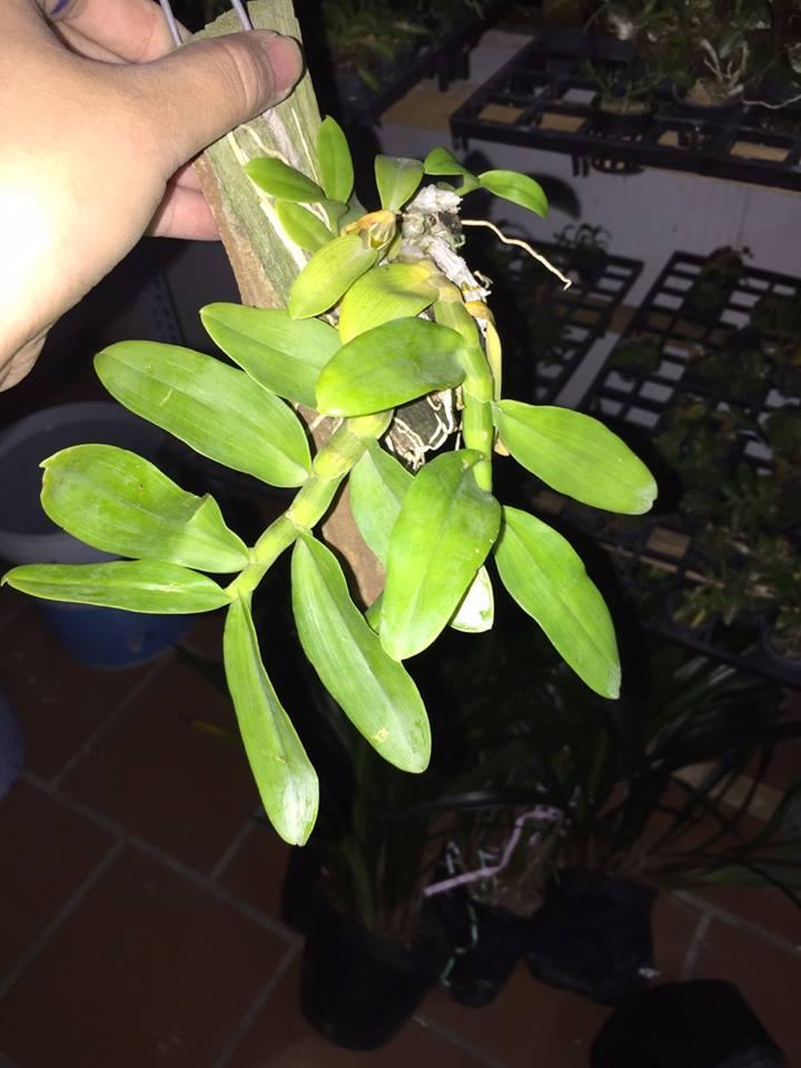 Trầm palashi bảng giống