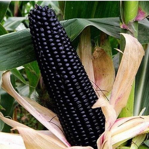 Hạt Giống Ngô Nếp Tím Loại Siêu Tốt. Túi 30 Hạt