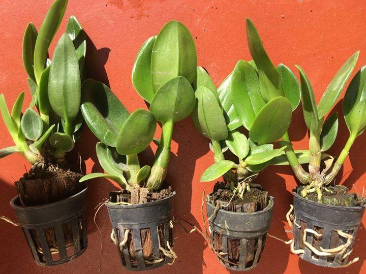 Đen Sing sổ hoa nhiều màu( COMBO 3 CHẬU 3 MÀU)