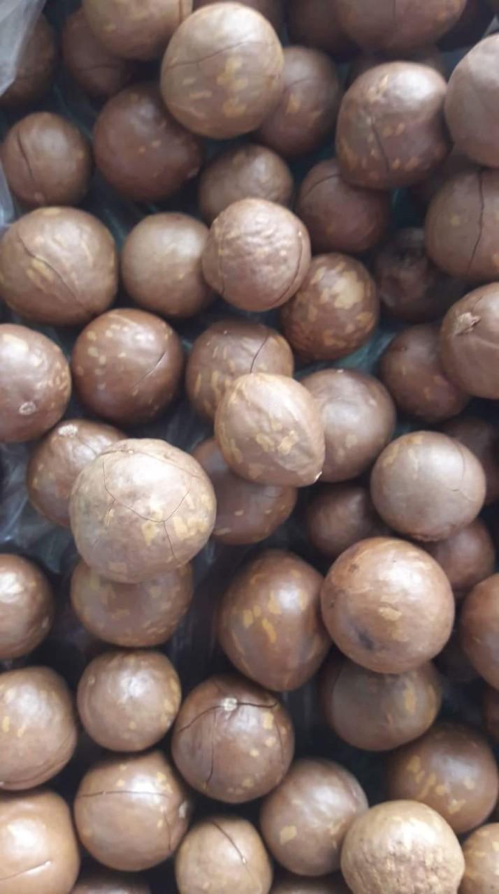 HẠT MACCA TRỒNG TẠI NHÀ 500g