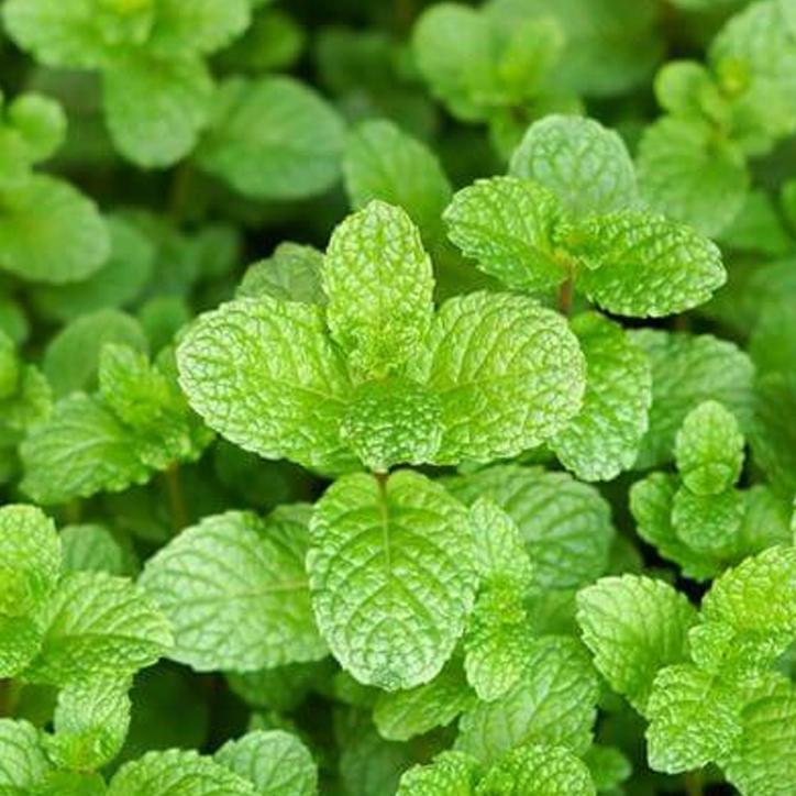 Tinh dầu Bạc hà 100% tự nhiên Aotanica