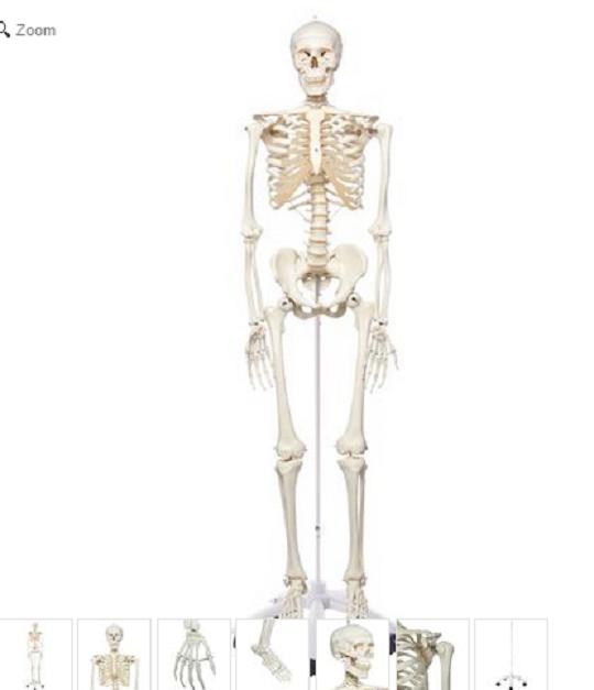 [HCM]Mô hình BỘ XƯƠNG NGƯỜI 180CM