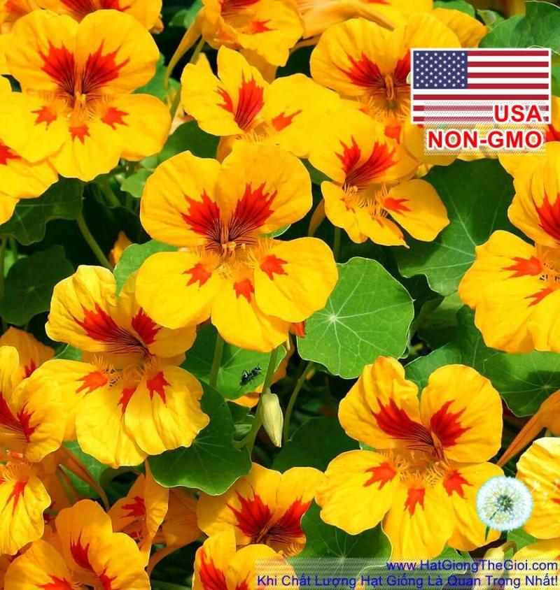 10GR 80.HAT Hạt Giống Sen Cạn Rủ Mix Màu (KD| -KD: B10*V45*M024)