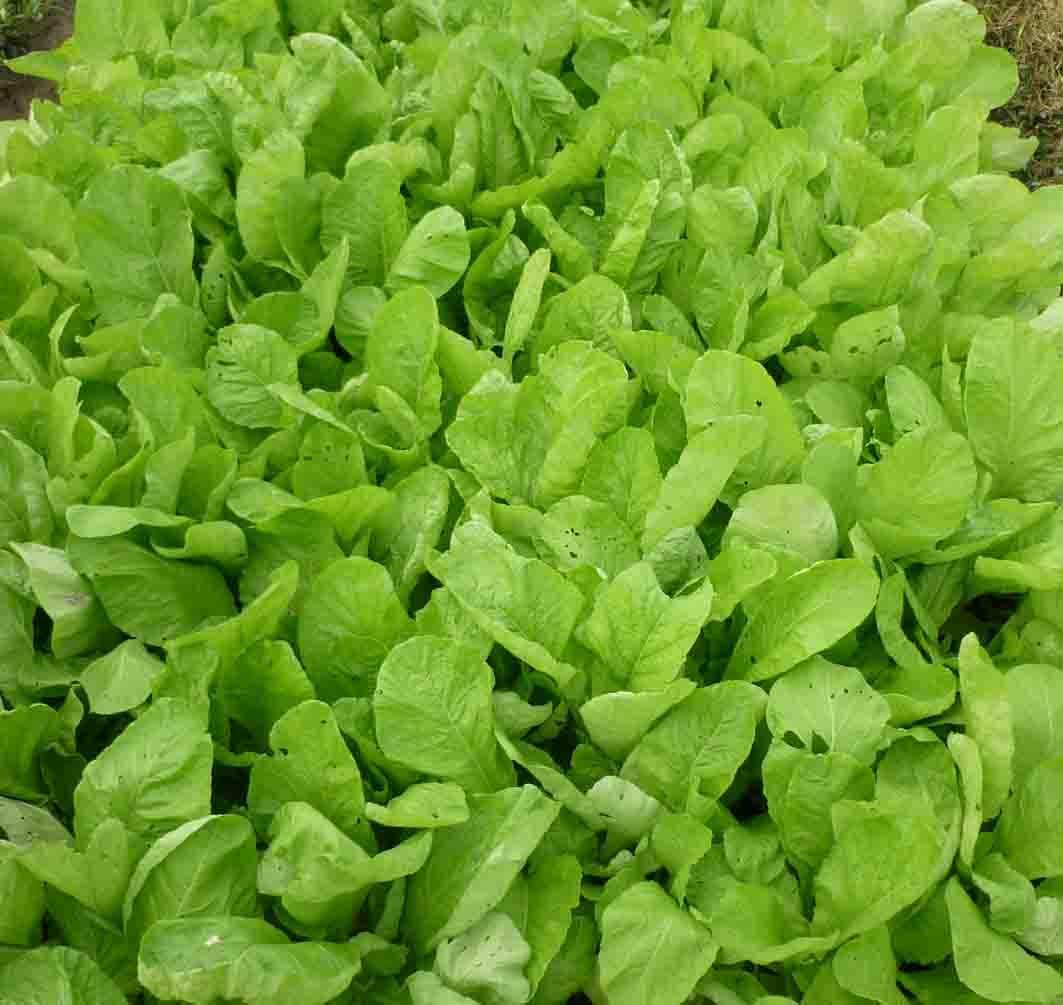 Hạt giống cải mơ lùn Hà Nội - 20gr