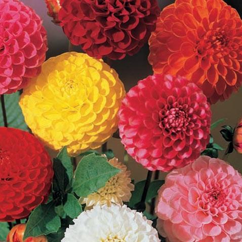 hạt giống hoa thược dược f1