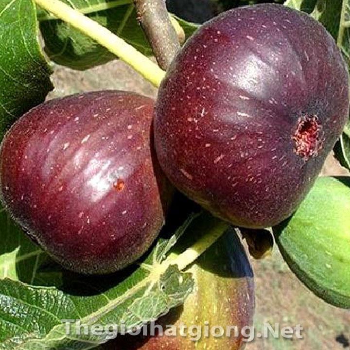 [HCM]Hạt Giống Sung  ngọt  - KLT 10 hạt .