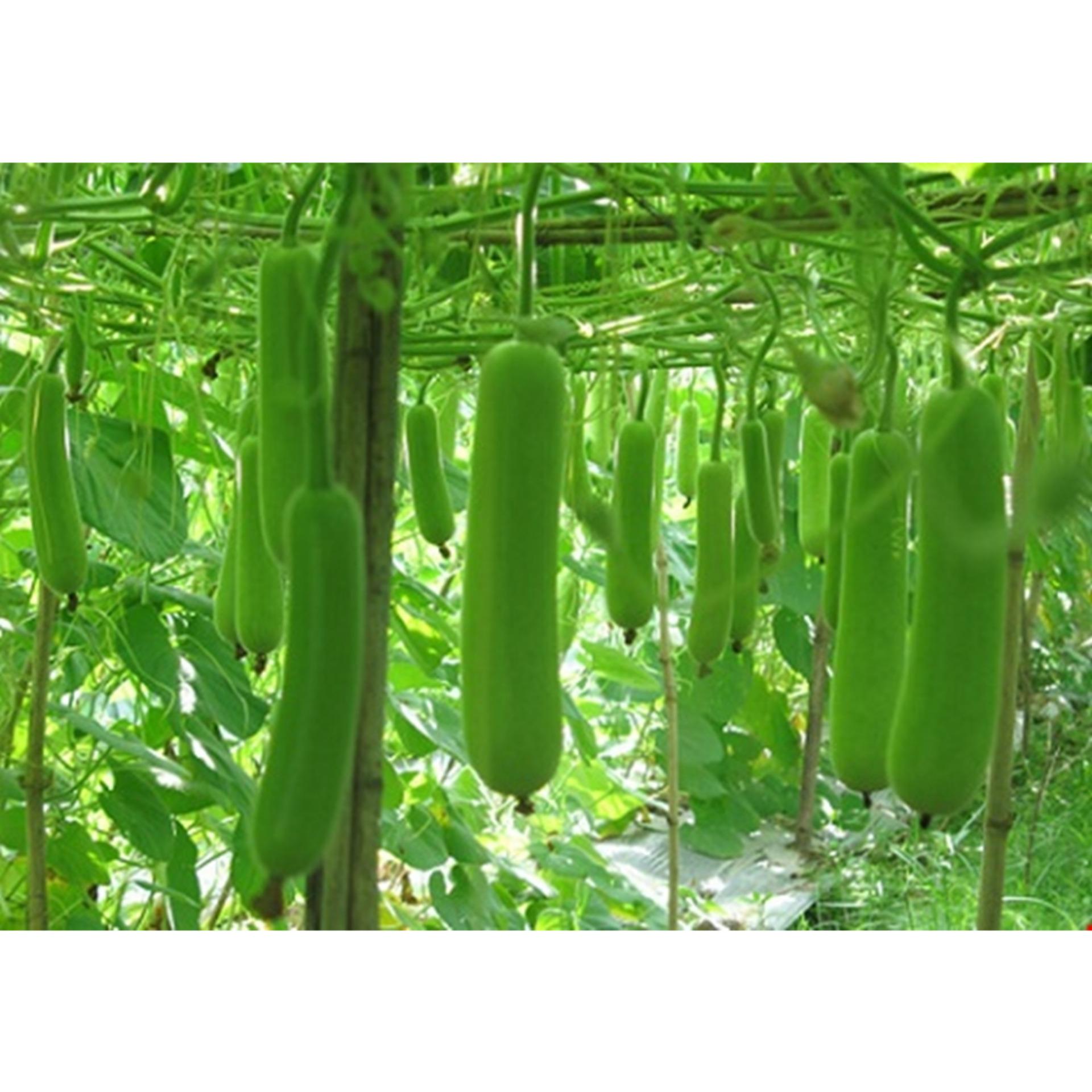 Hạt giống BẦU LAI F1