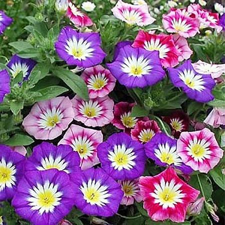 Hạt giống hoa Bìm bìm Mix