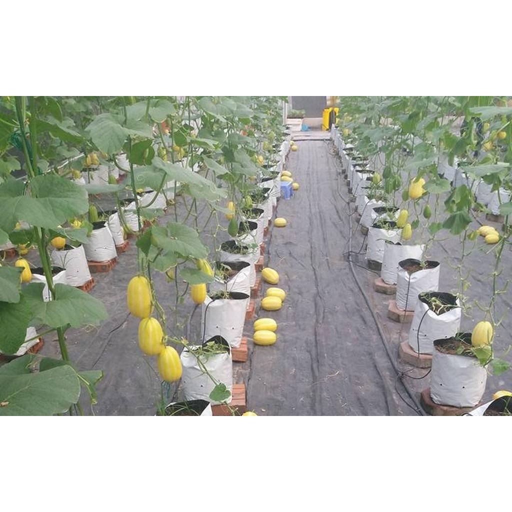 [HCM]Hạt Giống Dưa Thơm Hàn Quốc 68 F1 - KLT 10 Hạt