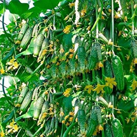 [Lấy mã giảm thêm 30%] Hạt giống Dưa Chuột bao tử Chùm SIÊU TRÁI