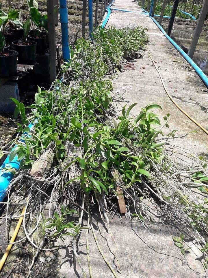 Giả hạc Hawai tím và trắng