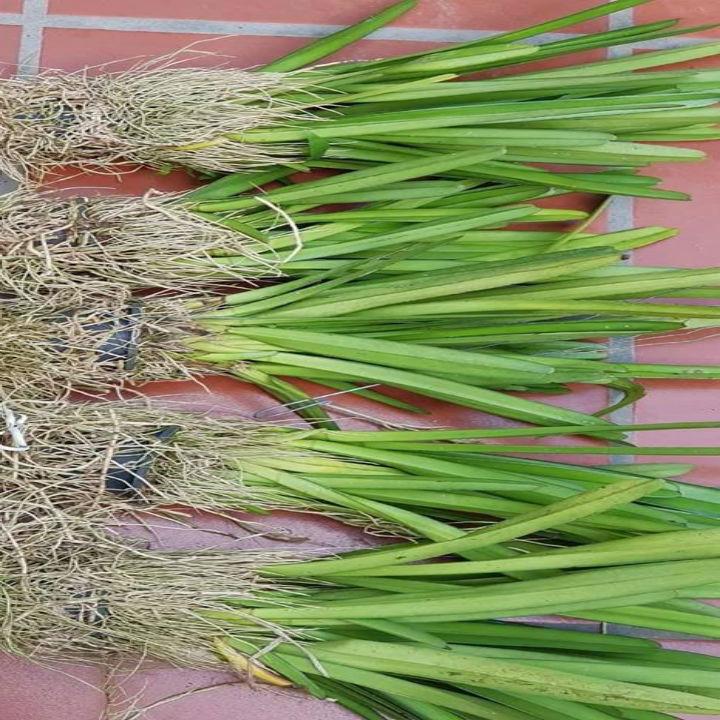 HOA LAN KIẾM ĐỎ VIỀN VÀNG BỤI LỚN NHIỀU THÂN