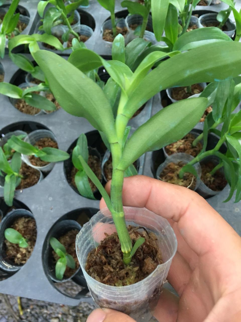 GIẢ HẠC CHỚP MỸ LAI