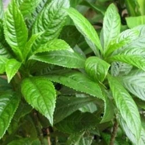 Bộ 2 Túi Hạt Giống Cây Xương Sông. Loại Dễ Trồng. Mỗi Túi 20 Hạt Giá Khuyến Mại