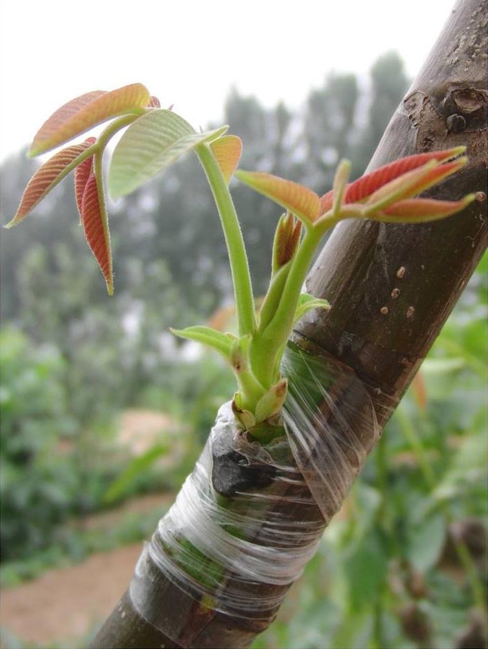 Băng ghép cây cuộn xanh 6cm
