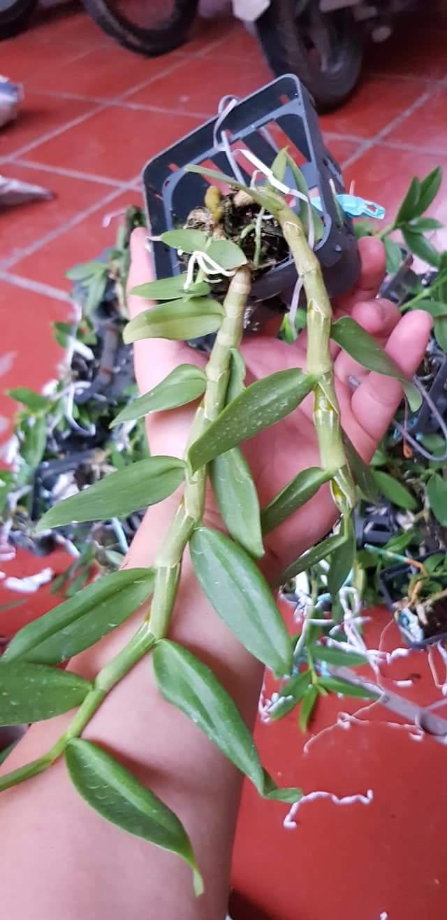 Phi Điệp trắng hàng đột biến