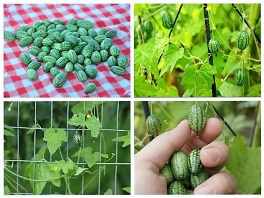 [HCM]Hạt Giống Dưa Hấu  MINI -gói 10 hạt .