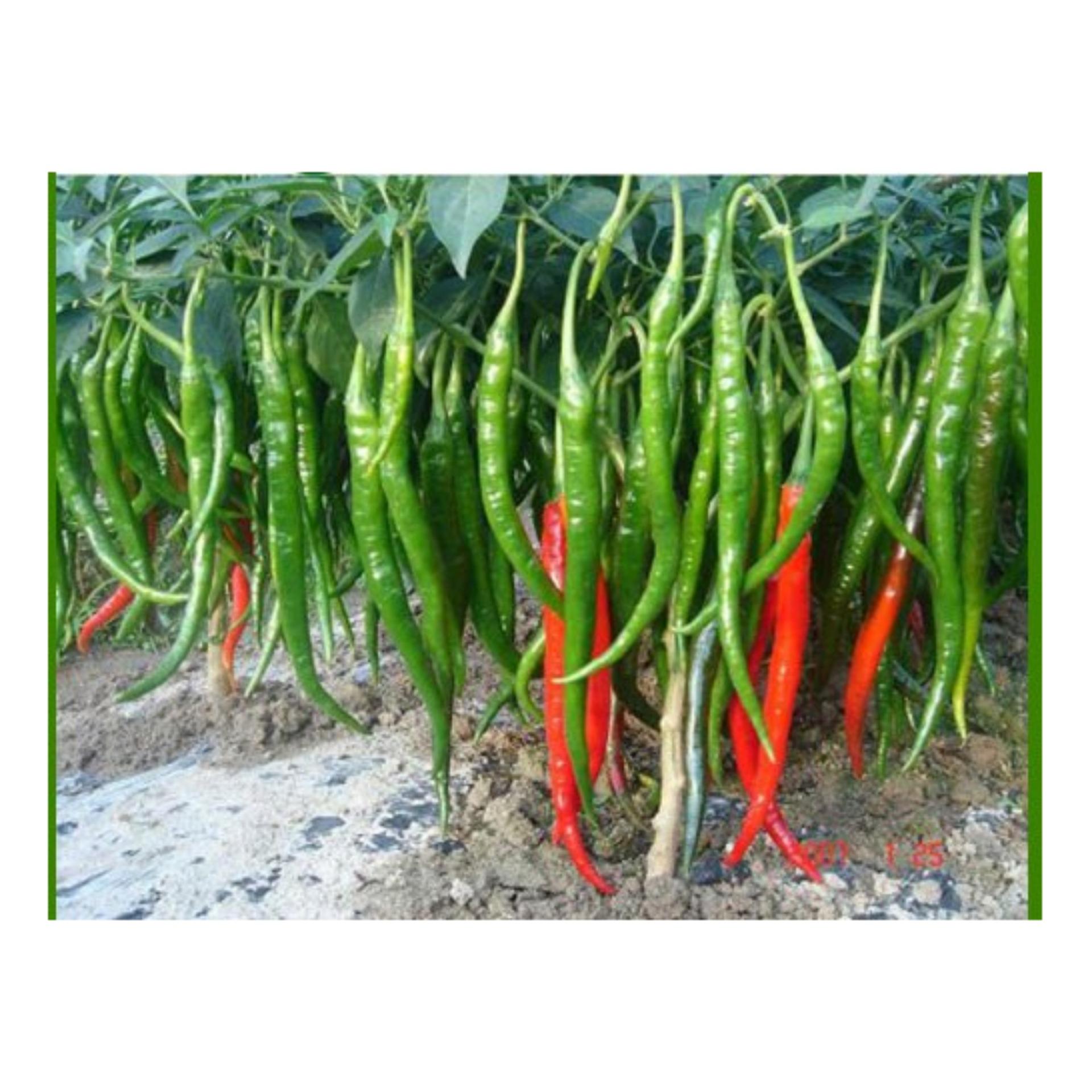 Hạt giống Ớt chỉ đậu đũa