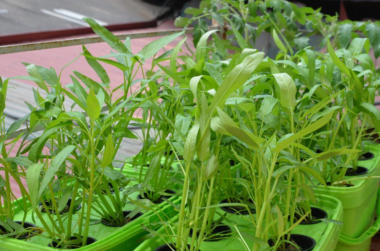 Bộ thiết bị trồng rau sạch BKFAST đơn giản ngay tại nhà