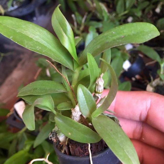 Phi điệp lai trầm hồng long